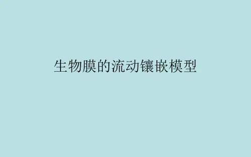 生物膜的流动镶嵌模型PPT课件