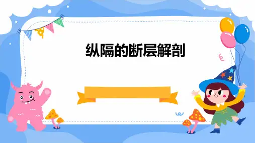纵隔的断层解剖