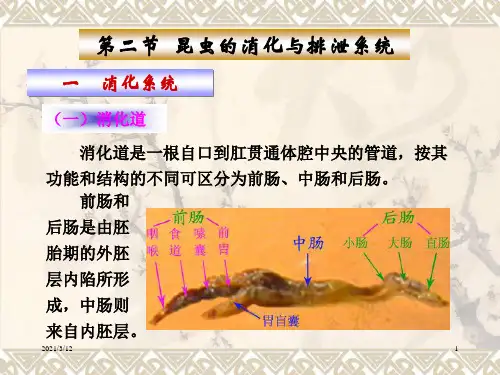 消化和排泄-3-04PPT课件
