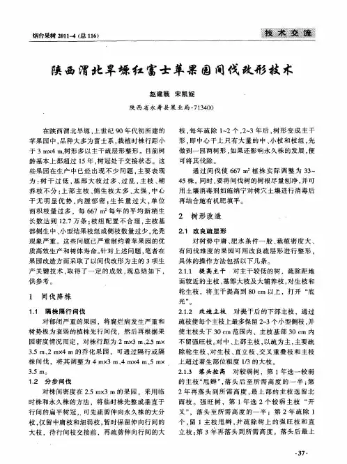 陕西渭北旱塬红富干苹果园间伐改形技术