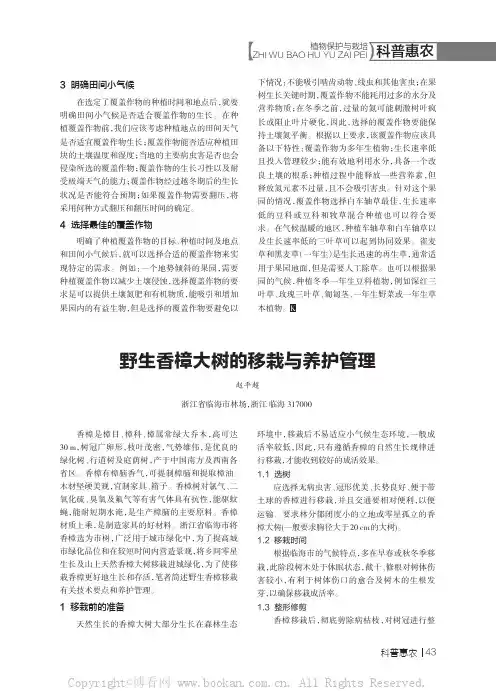 野生香樟大树的移栽与养护管理