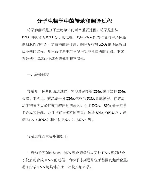 分子生物学中的转录和翻译过程