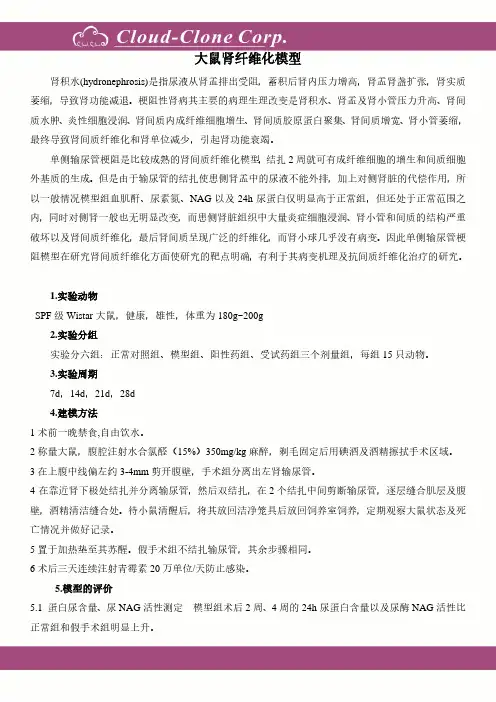 大鼠肾纤维化模型