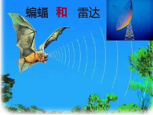 蝙蝠和雷达__(完美版)详解