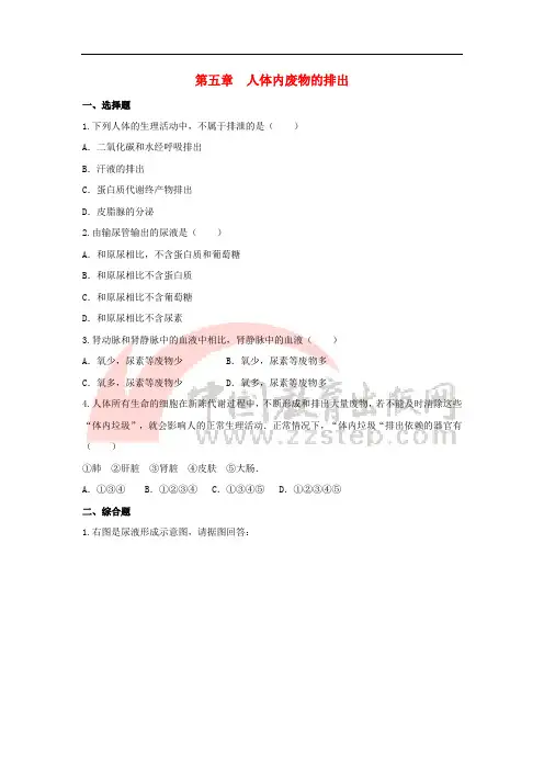 七年级生物下册4.5《人体内废物的排出》同步练习(新版)新人教版