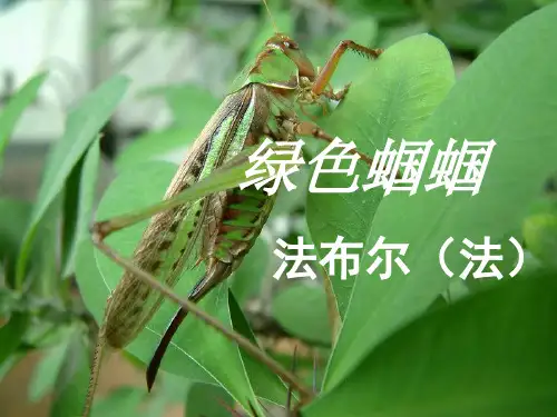 人教版七年级语文上册《绿色蝈蝈》PPT课件