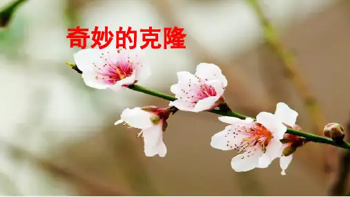 《奇妙的克隆》PPT课件
