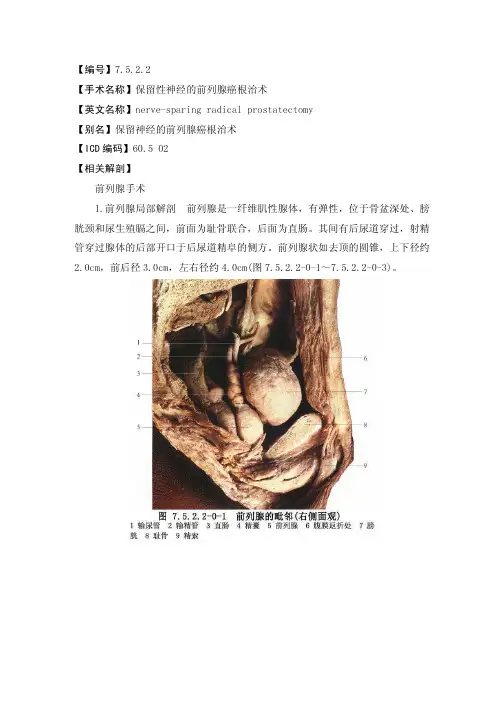 手术-7.5.2.2 保留性神经的前列腺癌根治术