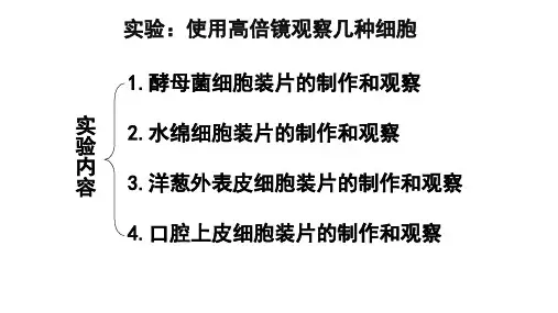 实验：用高倍镜观察细胞