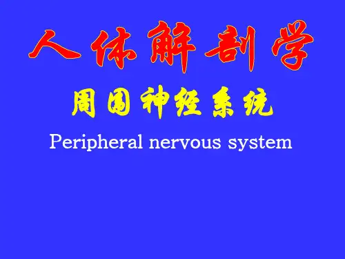 内脏神经