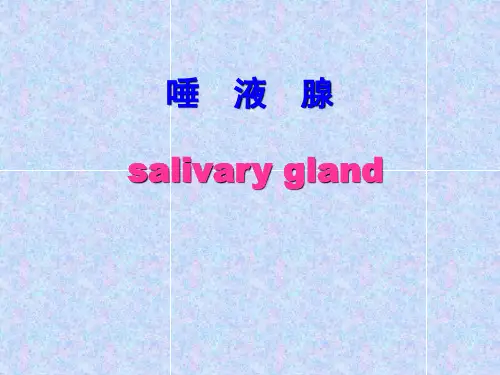 口腔解剖生理学 第十章-唾液腺