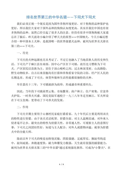 排名世界第三的中华名猎――下司犬