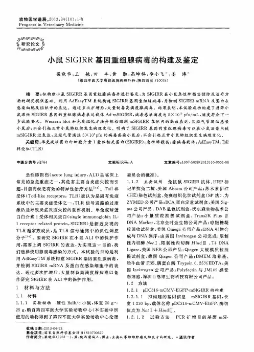 小鼠SIGIRR基因重组腺病毒的构建及鉴定