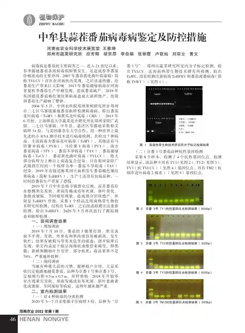 中牟县蒜茬番茄病毒病鉴定及防控措施