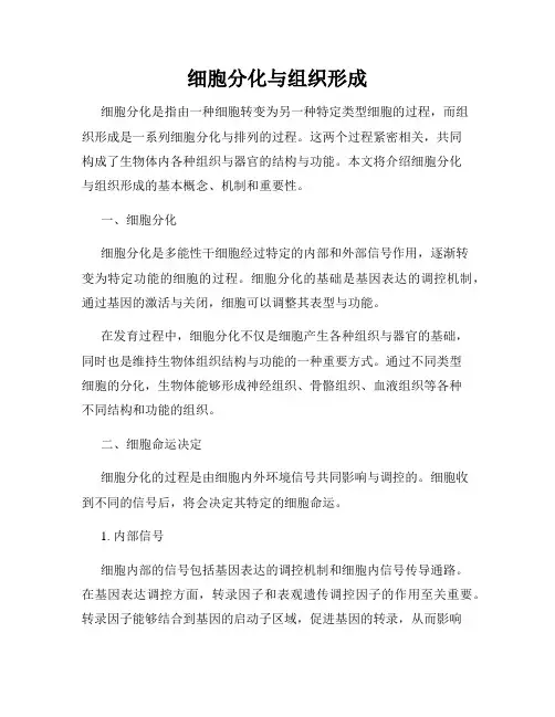 细胞分化与组织形成