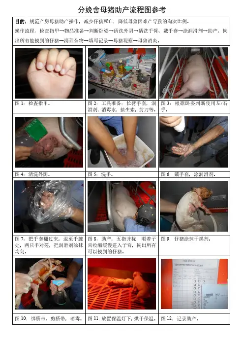 分娩舍母猪助产流程图参考