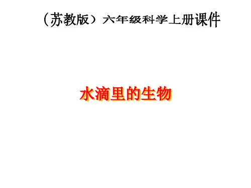 六年级上册科学课件-1.1 水滴里的生物｜苏教版 (共21张PPT) (1)