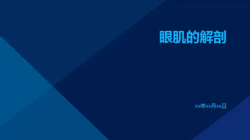 (医学课件)眼肌的解剖
