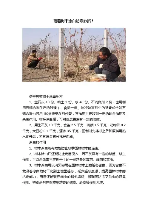 葡萄树干涂白防寒妙招！