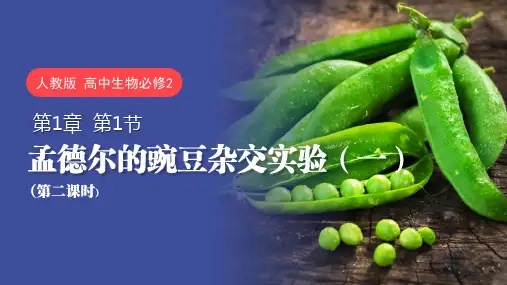 孟德尔的豌豆杂交实验(一)(第二课时)高一生物(人教版2019必修2)