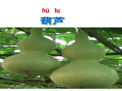 新人教统编版小学二年级语文上册《我要的是葫芦》教学课件ppt