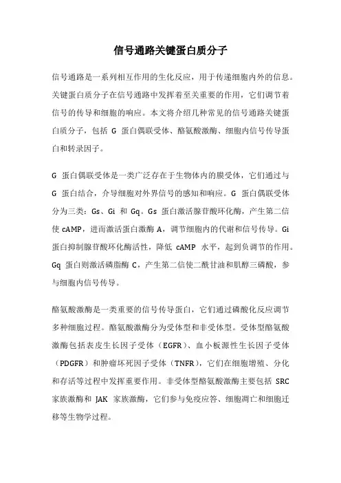 信号通路关键蛋白质分子