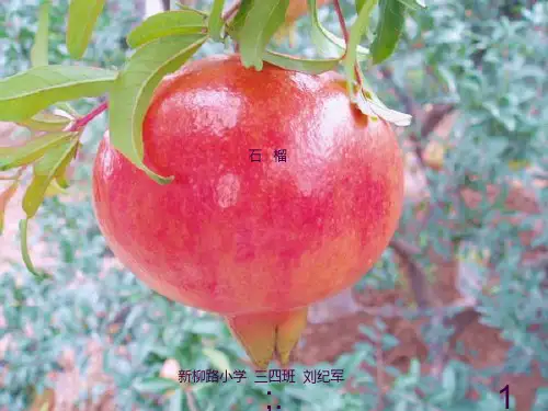 苏教版小学三年级语文上册《石榴》ppt课件