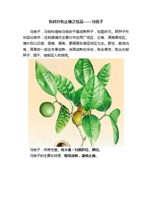 伤科疗伤止痛之佳品——马钱子