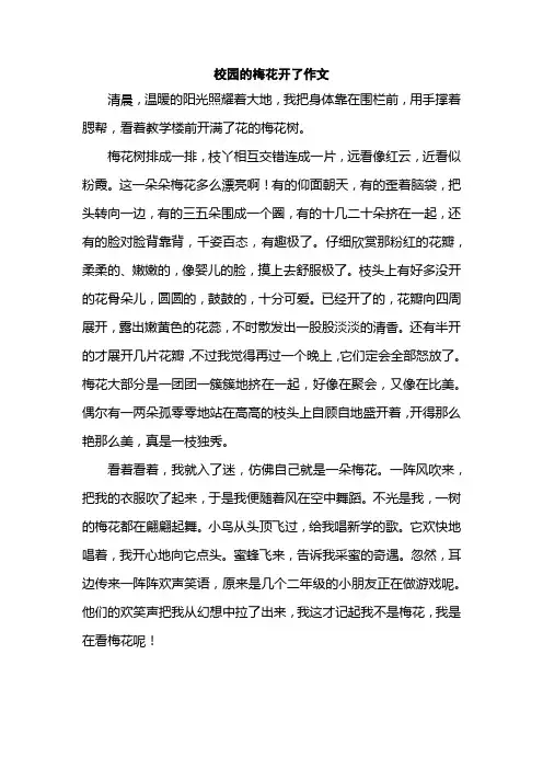 校园的梅花开了作文