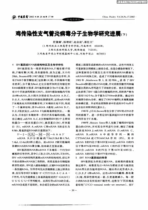 鸡传染性支气管炎病毒分子生物学研究进展(下)