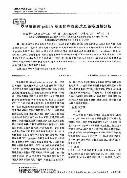 空肠弯曲菌peb1A基因的克隆表达及免疫原性分析