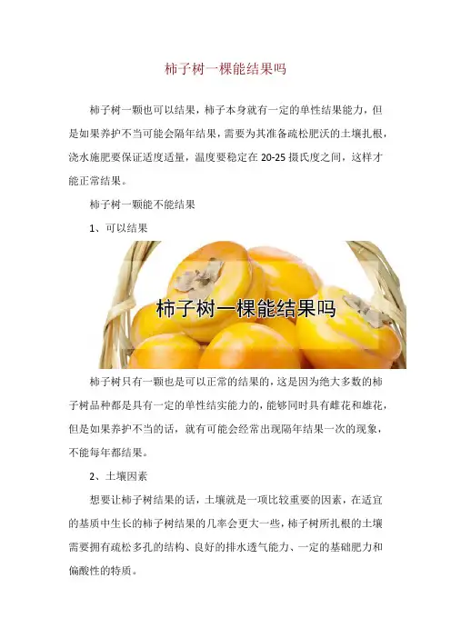 柿子树一棵能结果吗