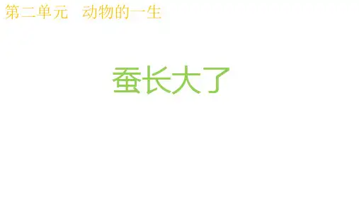 三年级下册科学课件蚕长大了教科版