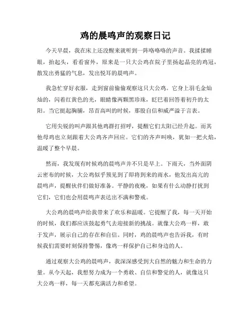 小学三年级作文鸡的晨鸣声的观察日记