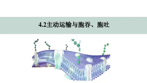 4.2 主动运输与胞吞、胞吐  课件 高中生物人教版必修1