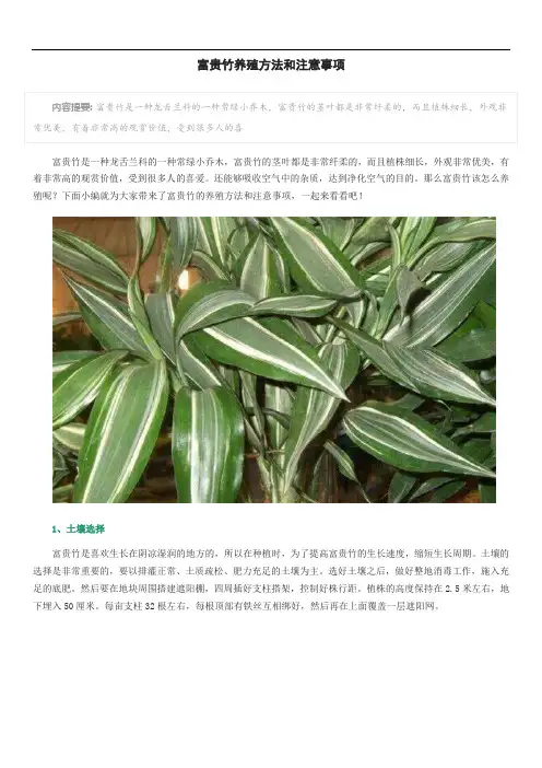 富贵竹养殖方法和注意事项