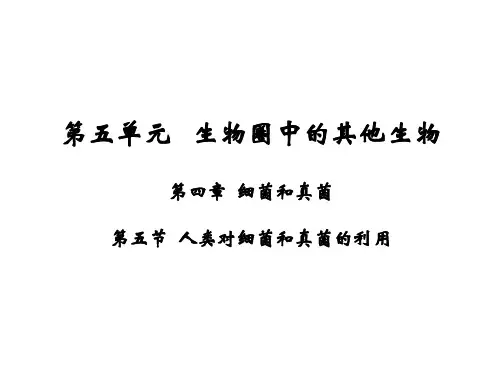 人教版八年级生物上册课件：第五单元 第四章 第五节 人类对细菌和真菌的利用(共24张PPT)