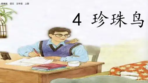 珍珠鸟ppt课件