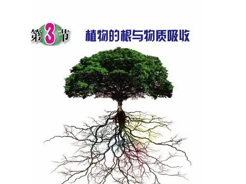 浙教版科学《植物的根与物质吸收》教学PPT(精选)课件