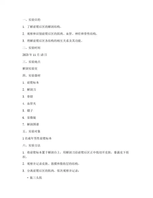 前臂后区解剖实验报告