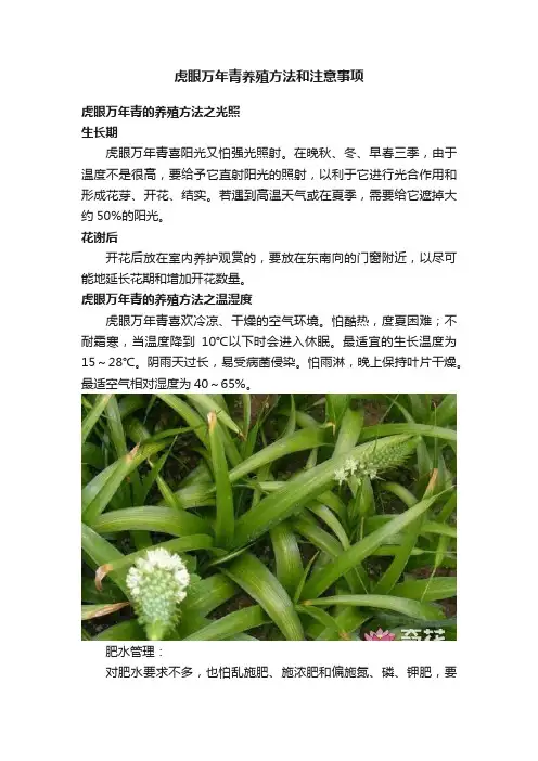 虎眼万年青养殖方法和注意事项
