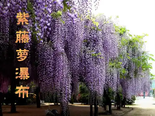 七上4《紫藤萝瀑布》PPT课件