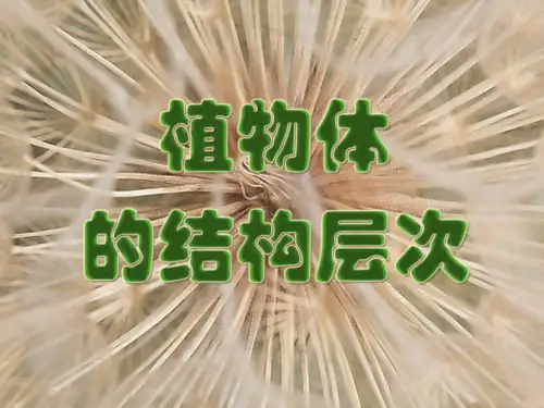 人教版生物七年级上册  .3《植物体的结构层次》课件