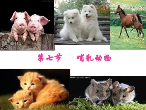 第七节      哺乳动物