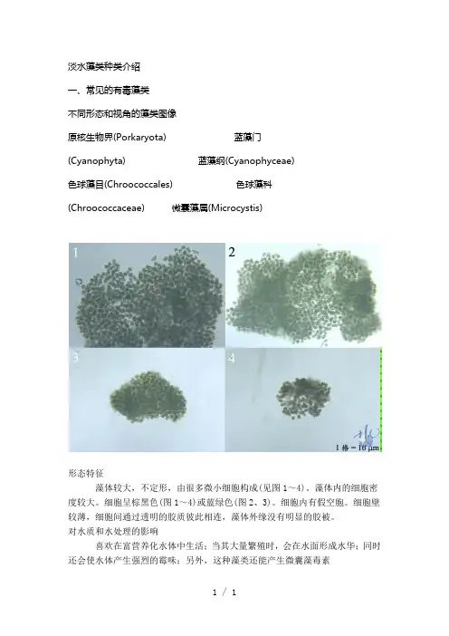 淡水藻类种类介绍word版