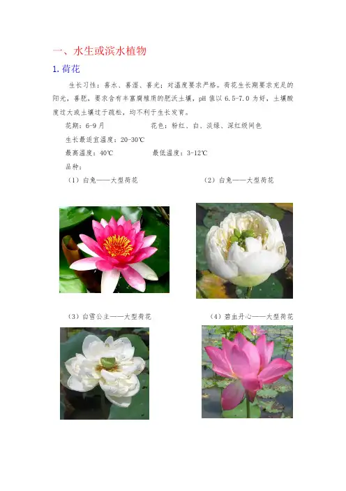 水生垂直绿化植物