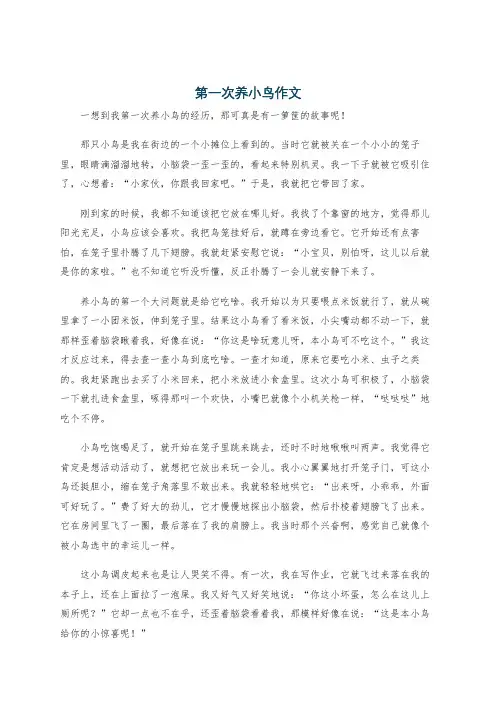 第一次养小鸟作文