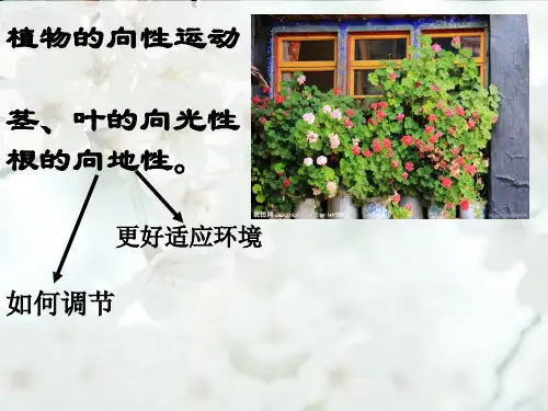2014高三一轮复习必修三——植物的激素调节