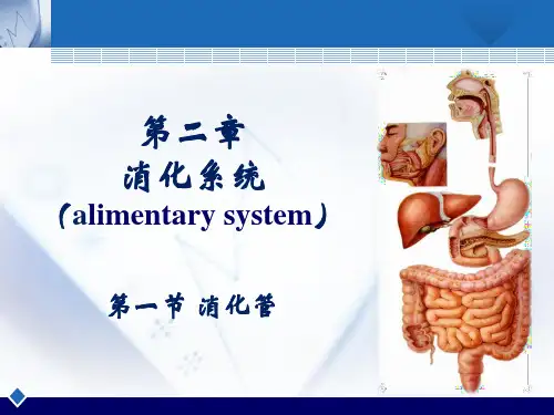 人体解剖消化系统-胃ppt课件
