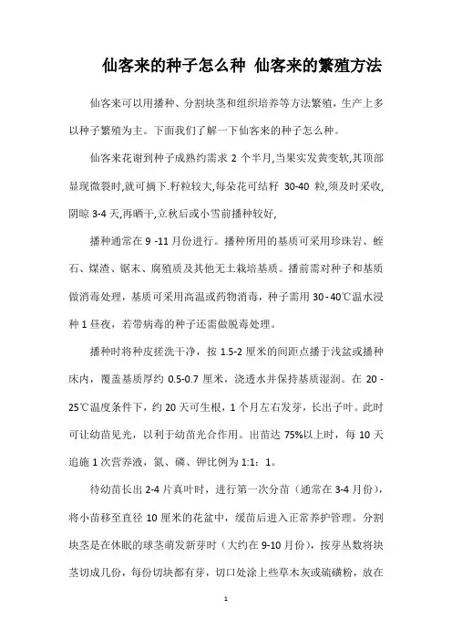 仙客来的种子怎么种仙客来的繁殖方法